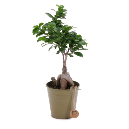 03002115_ficus-im-zinkeimer