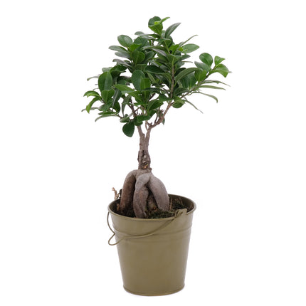03002115_ficus-im-zinkeimer