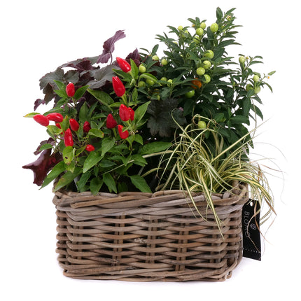 03002117_naturliche-anordnung-in-rattanverpackung-2