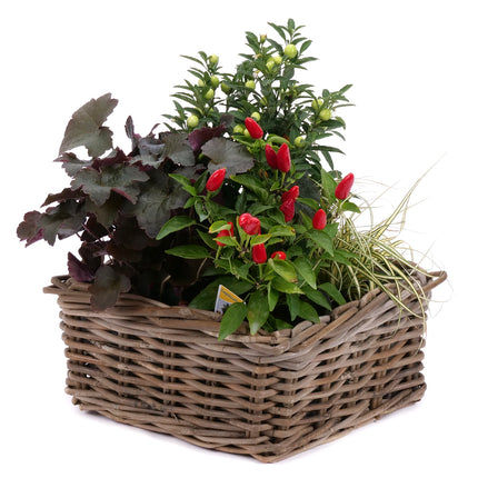 03002117_naturliche-anordnung-in-rattanverpackung-2