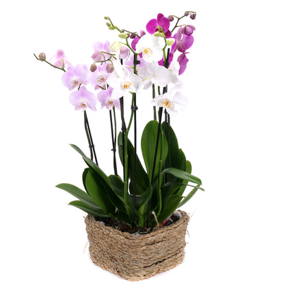 03002118_drei-farbenfrohe-orchideen-in-einem-weidenherz