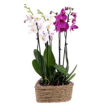 03002118_drei-farbenfrohe-orchideen-in-einem-weidenherz
