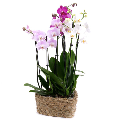 03002118_drei-farbenfrohe-orchideen-in-einem-weidenherz