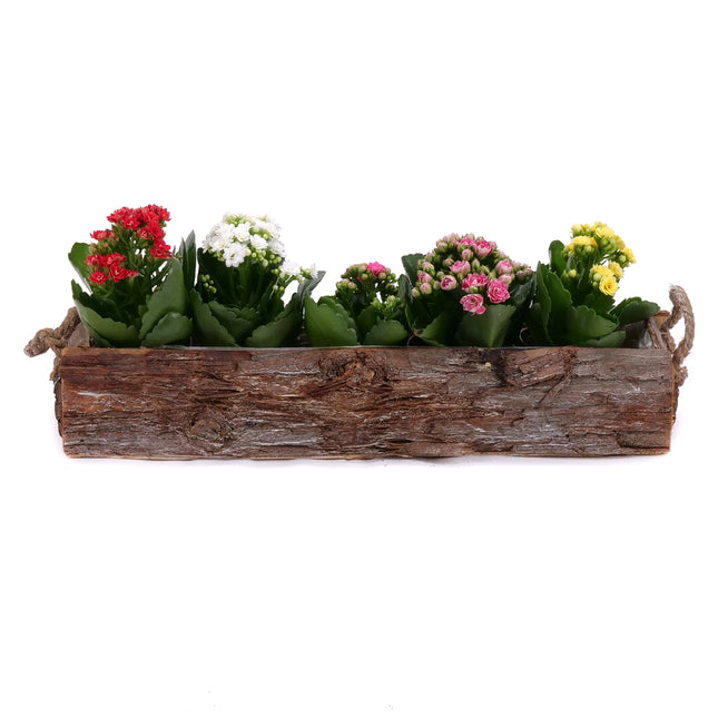 03002130_kalanchoe-in-einer-holzkiste