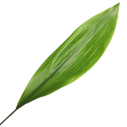 04500006_aspidistra-blatter-10-stuck-bund