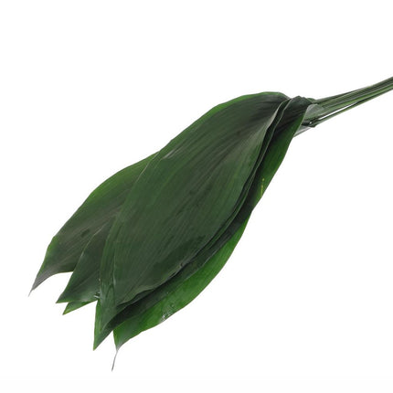 04500006_aspidistra-blatter-10-stuck-bund