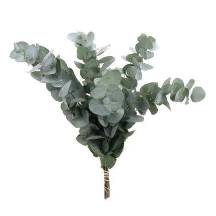 04500031_eucalyptus-cinerea-40-cm-10-zweige-bund