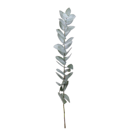 04500031_eucalyptus-cinerea-40-cm-10-zweige-bund