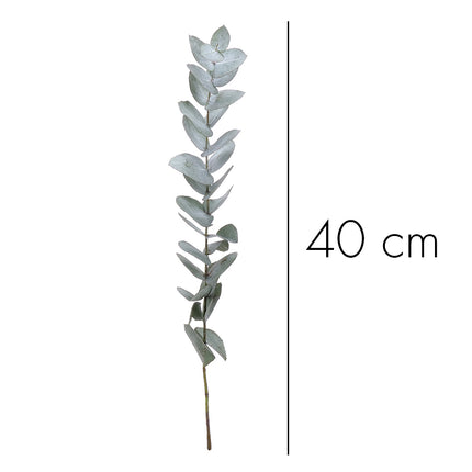 04500031_eucalyptus-cinerea-40-cm-10-zweige-bund