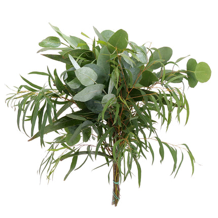 04500038_eukalyptus-mix-geschnittener-bund