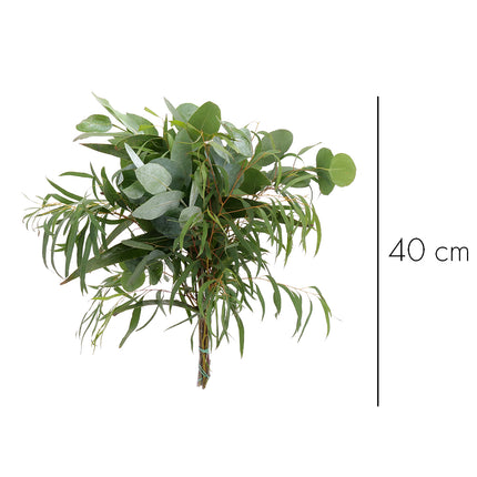 04500038_eukalyptus-mix-geschnittener-bund