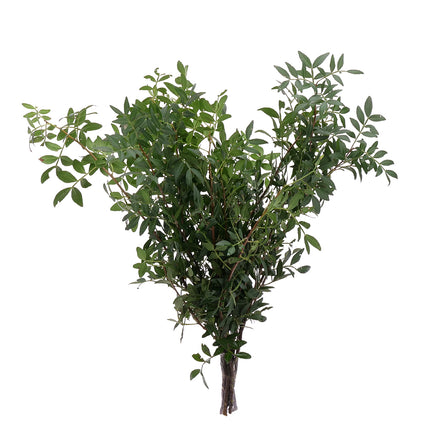 04500076_pistacia-lentiscus-10-zweige-bund
