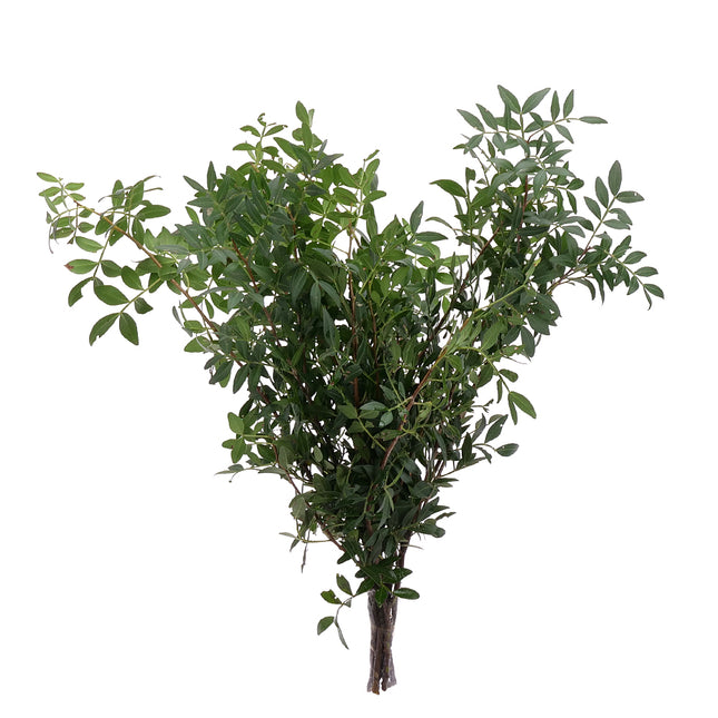 04500076_pistacia-lentiscus-10-zweige-bund