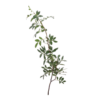 04500076_pistacia-lentiscus-10-zweige-bund