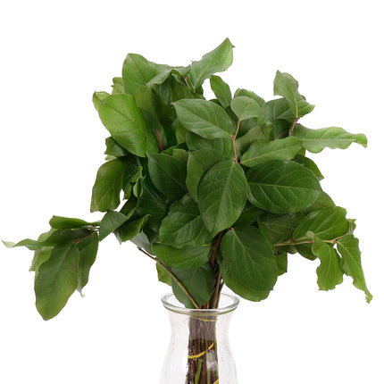 04500092_gruner-salal-20-stuck-bund