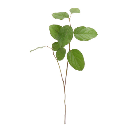 04500092_gruner-salal-20-stuck-bund