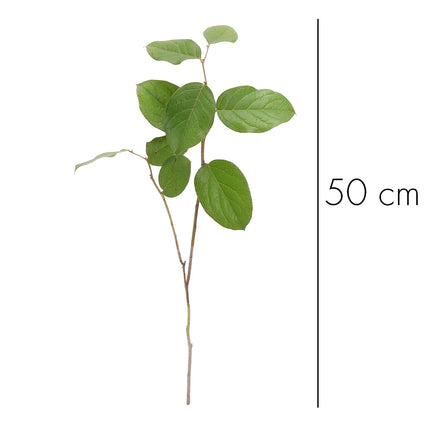 04500092_gruner-salal-20-stuck-bund