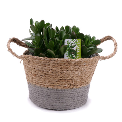 Crassula in einem Rattan-Pflanzgefäß